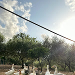 Photo n°7 de l'avis de Marina.e fait le 05/08/2023 à 13:43 sur le  Farmhouse La Rondinella à Scalea