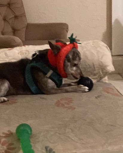 Pet Supply Store «Petco Animal Supplies», reviews and photos, 1808 Tamiami Trail a, Port Charlotte, FL 33948, USA