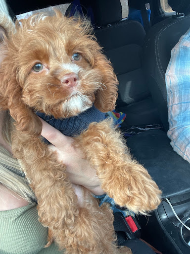 Pet Store «AA Ridgewood Kennels II, LLC», reviews and photos, 11 E Tolna Rd, Shrewsbury, PA 17361, USA