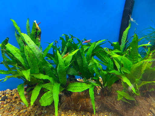 Pet Supply Store «Petco Animal Supplies», reviews and photos, 217 Oak Lee Dr #16, Ranson, WV 25438, USA