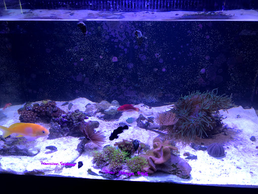 Tropical Fish Store «Marine Solutions», reviews and photos, 20 Triad S Dr, St Charles, MO 63304, USA