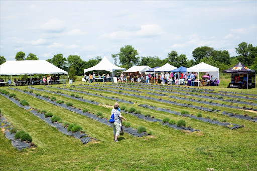 Tourist Attraction «Peaceful Acres Lavender Farm», reviews and photos, 2387 Co Rd 80, Martinsville, OH 45146, USA