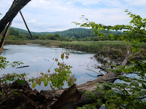 Environmental Organization «VINS Nature Center», reviews and photos, 6565 Woodstock Rd, Quechee, VT 05059, USA