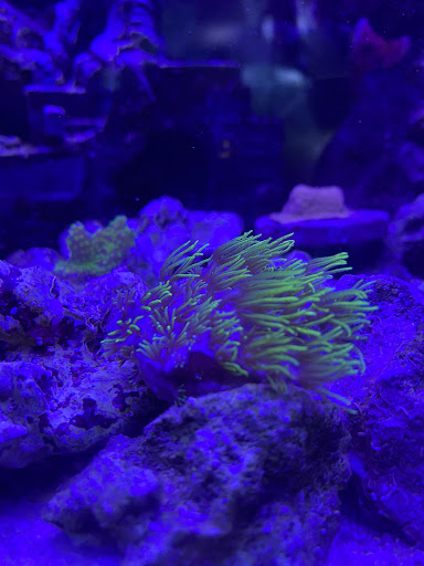 Tropical Fish Store «Classic City Aquariums», reviews and photos, 1260 Mars Hill Rd, Watkinsville, GA 30677, USA