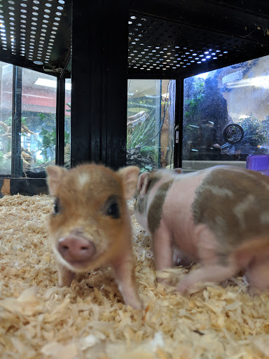 Pet Store «Zookeeper Exotics», reviews and photos, 9012 Research Blvd, Austin, TX 78758, USA