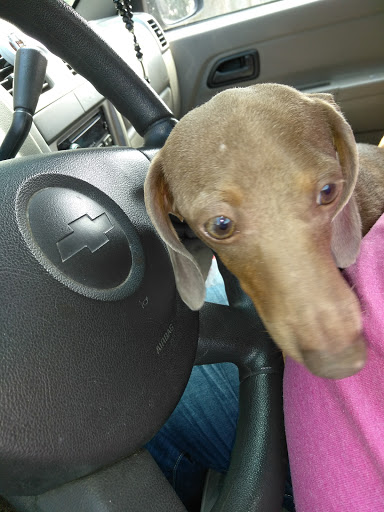 Animal Hospital «Animal Medical Corpus Christi», reviews and photos, 6822 Everhart Rd, Corpus Christi, TX 78413, USA