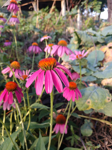 Festival «Spirit of the Suwannee Music Park», reviews and photos, 3076 95th Dr, Live Oak, FL 32060, USA