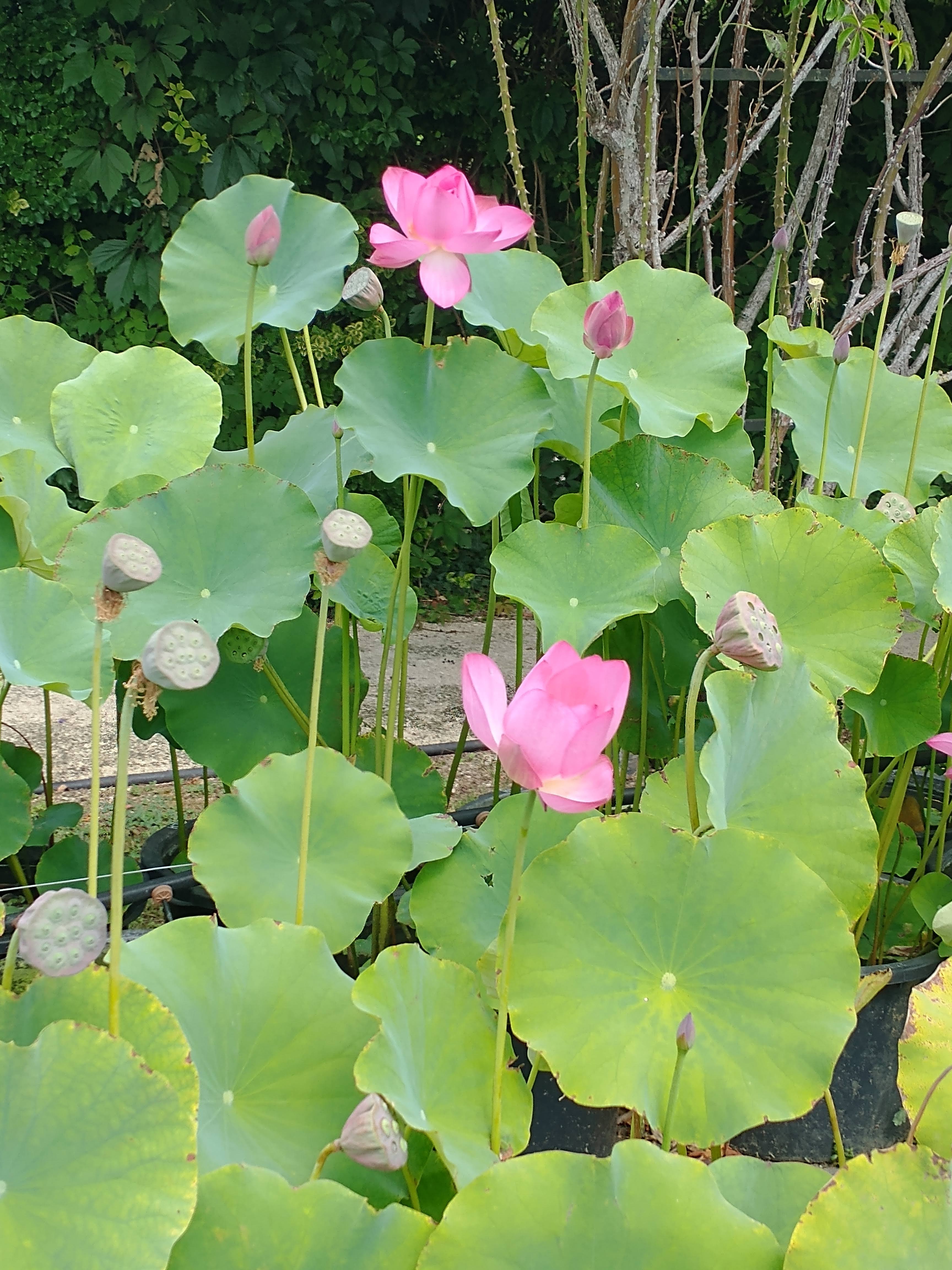 Photo n° 4 de l'avis de iga.e fait le 31/07/2023 à 18:00