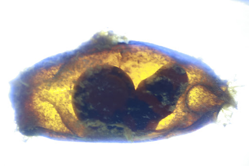 Aquarium «Team ECCO Ocean Center & Aquarium», reviews and photos, 511 N Main St, Hendersonville, NC 28792, USA