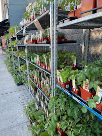 Natty Garden - Photo 3 - Car repair in Brooklyn, NY, New York