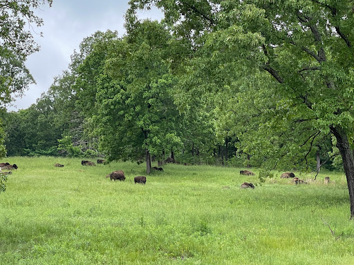 Nature Preserve «Elk and Bison Prairie», reviews and photos, Elk & Bison Prairie Rd, Golden Pond, KY 42211, USA