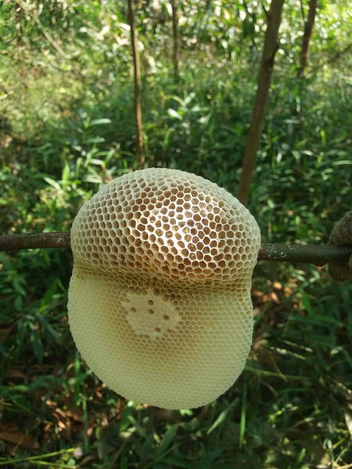 Tâm mật ong