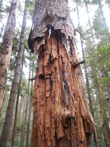 Nature Preserve «Illahee Preserve», reviews and photos, 3200 NE Riddell Rd, Bremerton, WA 98310, USA