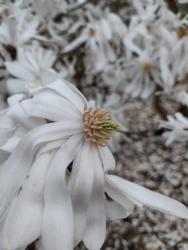 Park «Magnolia Park», reviews and photos, 1810 NW 192nd Ave, Hillsboro, OR 97124, USA