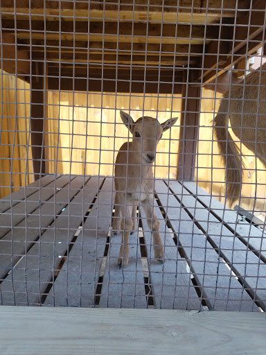 Childrens Farm «Best Long Island Pumpkin Picking», reviews and photos, 250 Old Country Rd, Melville, NY 11747, USA