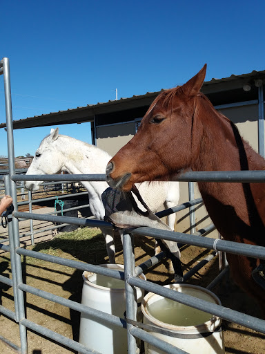 Therapeutic Ranch for Animals and Kids (TRAK)