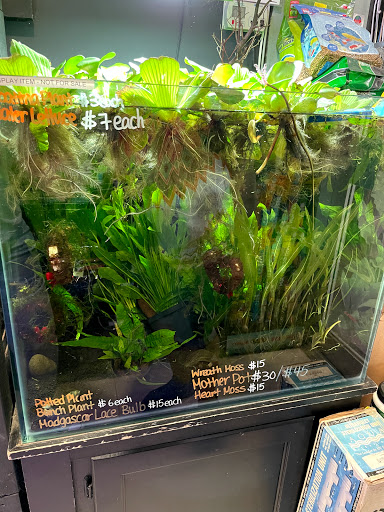 Pet Supply Store «Monster Aquarium Inc.», reviews and photos, 131-08 40 Rd, Flushing, NY 11354, USA