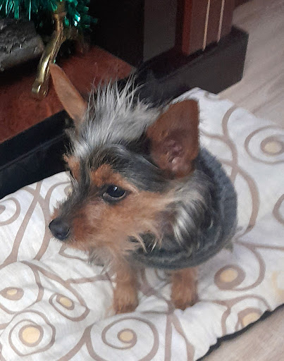 Clínica Veterinaria ZooBoutique - Zaragoza