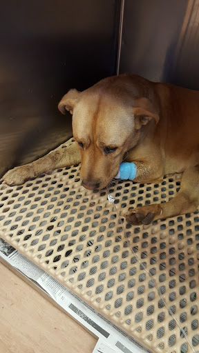 Benson Animal Hospital