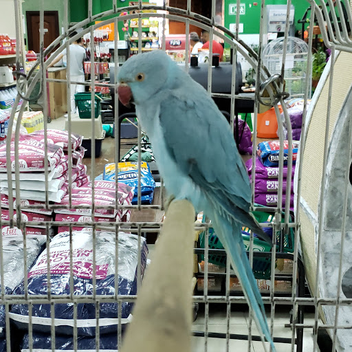 Lugares de venta de aves en Panamá