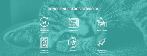 Lugares para adoptar gatos en Tijuana
