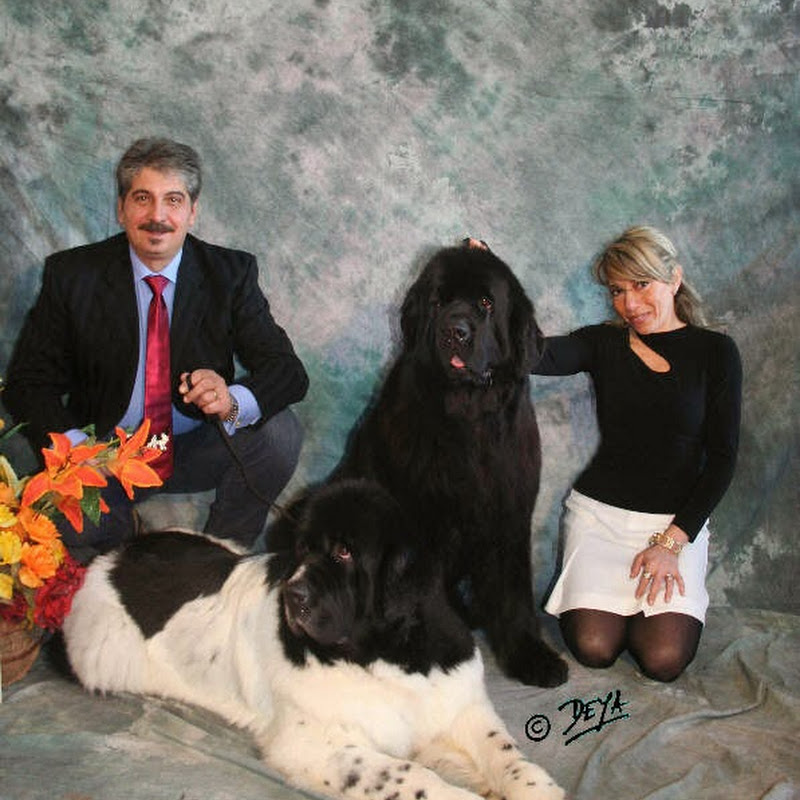 Thickish Newfoundland Kennel