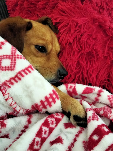 Supermarket «ALDI», reviews and photos, 4056 13th St, St Cloud, FL 34769, USA