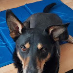 Photo n° 2 de l'avis de Marianne.e fait le 10/08/2020 à 14:43 pour SPA Pontarlier et fourrière animale à Pontarlier