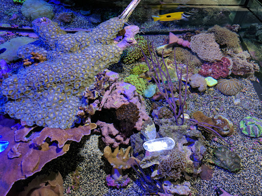 Pet Supply Store «Professional Fish Keepers Aquarium Store», reviews and photos, 7573 W Sample Rd, Coral Springs, FL 33065, USA