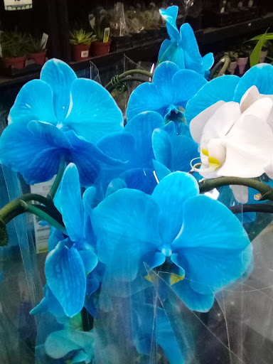 Home Improvement Store «The Home Depot», reviews and photos, 785 New York Ave, Huntington, NY 11743, USA