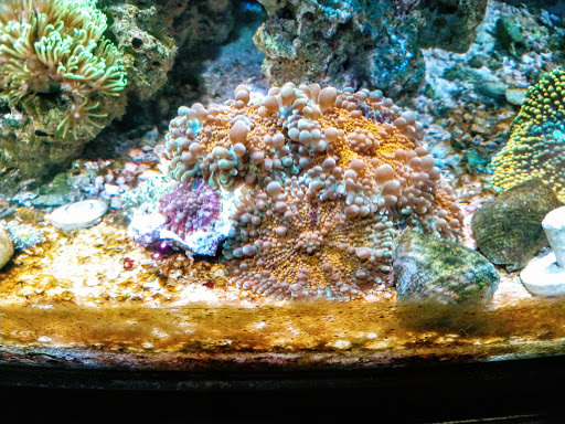 Aquarium «Aquatic Design & Development Group, LLC», reviews and photos, 1725 SW 17th St, Ocala, FL 34471, USA