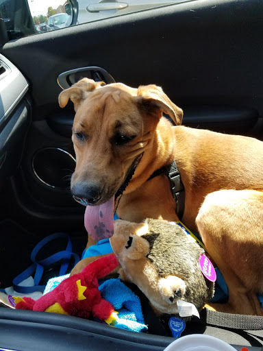 Pet Supply Store «PetSmart», reviews and photos, 2940 Chapel Hill Rd, Douglasville, GA 30135, USA