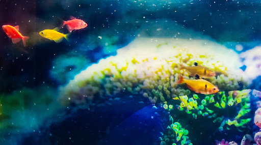 Pet Store «Exotic Fish», reviews and photos, 406 Northside Dr # F, Valdosta, GA 31602, USA