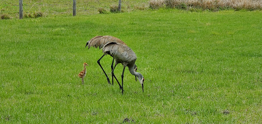 Theme Park «TreeHoppers Aerial Adventure Park», reviews and photos, 27839 St Joe Rd, Dade City, FL 33525, USA