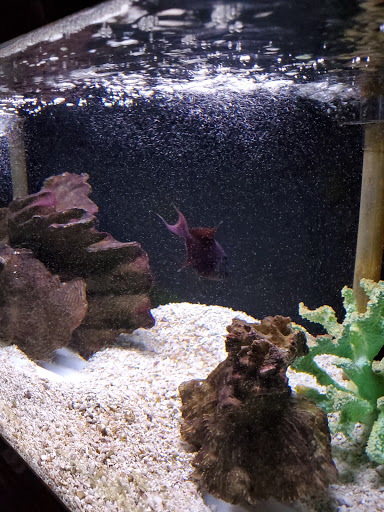 Tropical Fish Store «Marine Oasis», reviews and photos, 5340 W Ridge Rd, Spencerport, NY 14559, USA