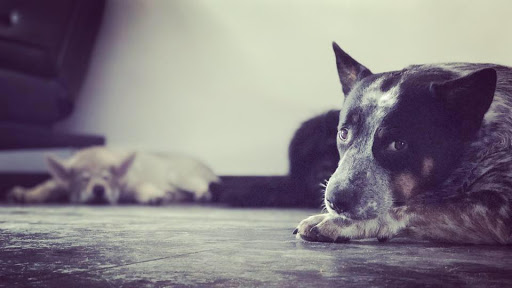 Pensioni per cani e dog hotel a Australian Cattle Dog Rescue Italia