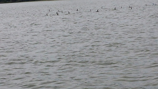 Park «Trimble Park», reviews and photos, 5802 Trimble Park Rd, Mt Dora, FL 32757, USA