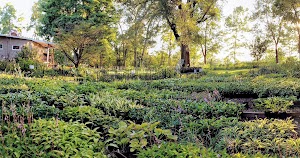 Hostas on the Bluff - photo 21