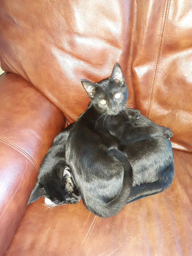 Pet Supply Store «Pet Supermarket», reviews and photos, 2111 N Federal Hwy, Hollywood, FL 33020, USA