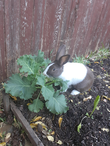 Pet Supply Store «PetSmart», reviews and photos, 2525 W Wheatland Rd, Dallas, TX 75237, USA