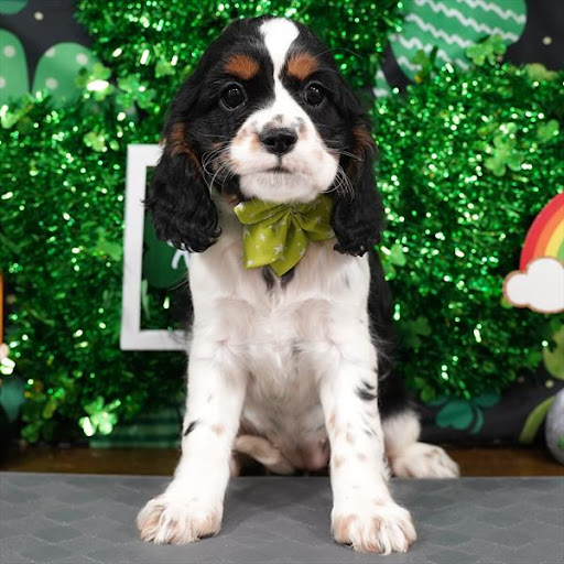 Pet Store «Pet Planet», reviews and photos, 11968 S Redwood Rd, Riverton, UT 84065, USA