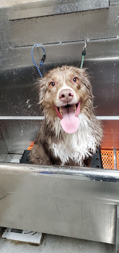 Pet Supply Store «Chow Hound Pet Supplies», reviews and photos, 5811 Byron Center Ave SW, Wyoming, MI 49519, USA