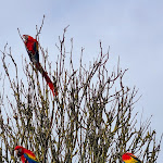 Photo n° 3 de l'avis de Troch.i fait le 06/03/2024 à 11:10 pour Parc animalier et botanique & Parcabout de Branféré à Le Guerno