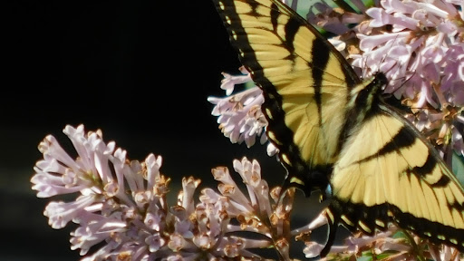 Pet Supply Store «PetSmart», reviews and photos, 1425 7th St E, Monticello, MN 55362, USA