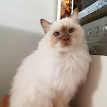 Photo n° 1 de l'avis de Albin. fait le 25/02/2024 à 10:39 pour Vétérinaire à Domicile de Montpellier - Dr Lamure-Sauvaire à Montpellier