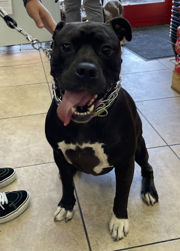 Pet Store «Waggin Tails Pet Supplies», reviews and photos, 32160 Dyer St, Union City, CA 94587, USA