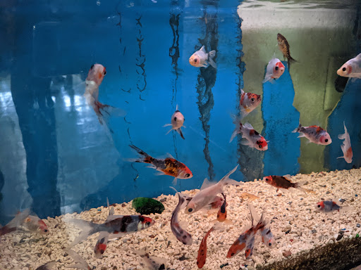 Gift Shop «Asia Gifts & Aquarium», reviews and photos, 763 S 38th St, Tacoma, WA 98418, USA