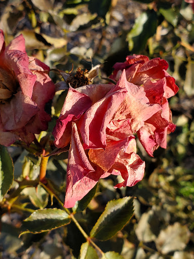 Orchard «Fireside Orchard & Gardens», reviews and photos, 2225 Lonsdale Blvd E, Northfield, MN 55057, USA