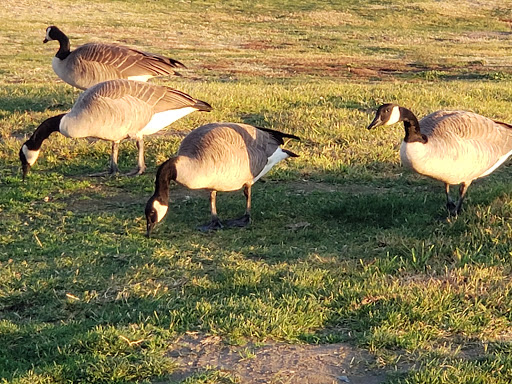 Golf Club «Buchanan Fields Golf Course», reviews and photos, 1091 Concord Ave, Concord, CA 94520, USA