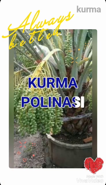 Kebun kurma